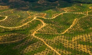 The Impact of Palm Oil Production on Rainforests